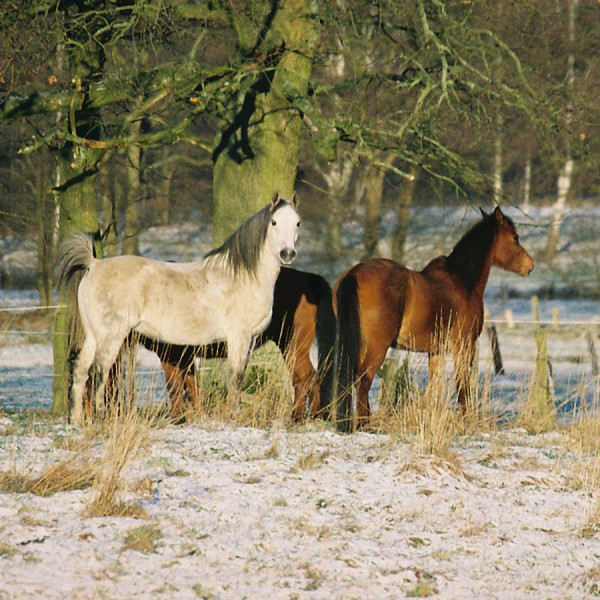 pferdeweide-winter