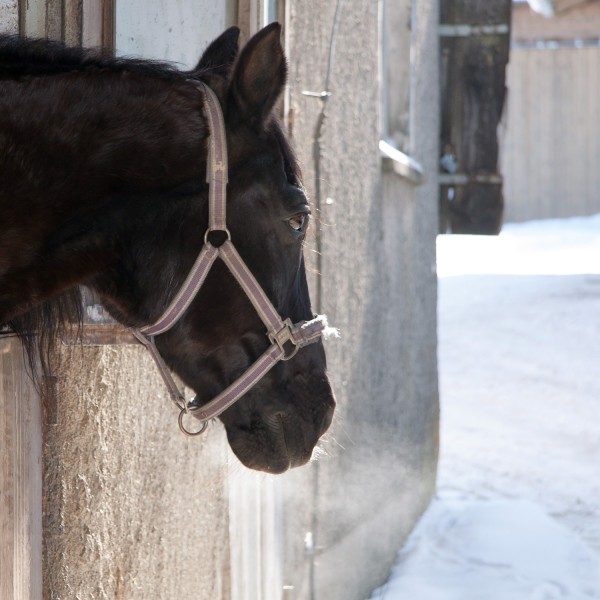 pferd-stall-winter-husten-artikel