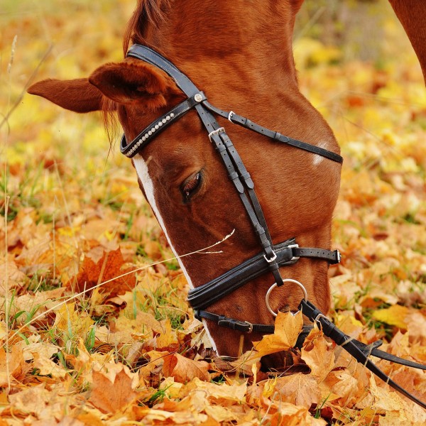 herbst-pferdeweide-pferdefutter-pb1006375