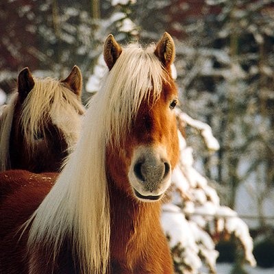 image_manager__rex_mediapool_maximized_haflinger-im-winter