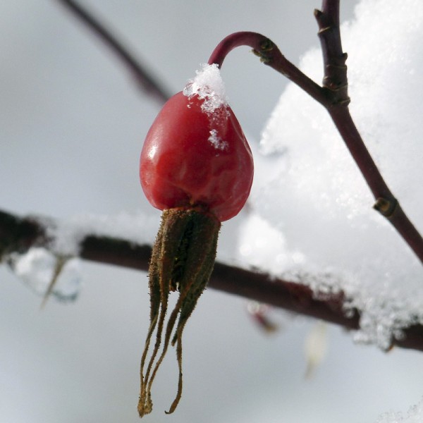 hagebutte-pferdefutter-winter