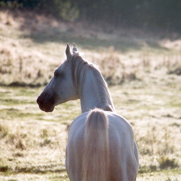 trockene-pferdeweide