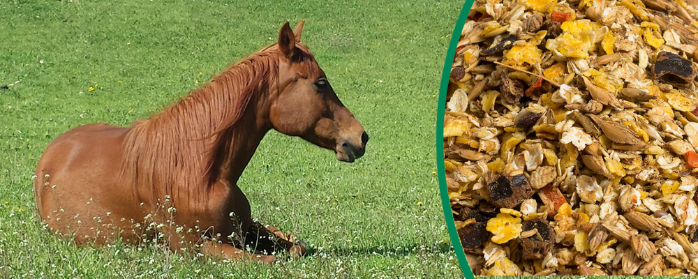 Pferdemüsli mit natürlichen Zutaten