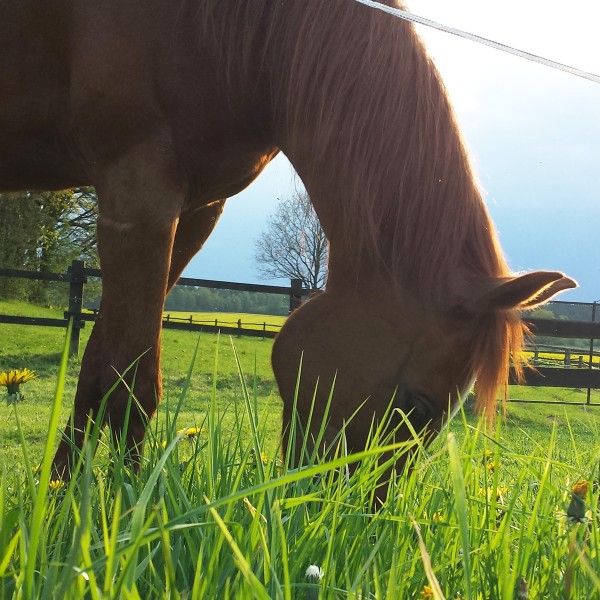 pferd-staubempfindlich-herbst