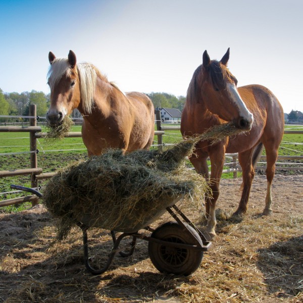 pferdefutter-grassilage-heulage-haylage_f13352457