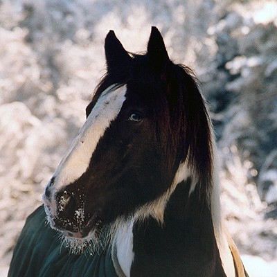 tinker-pferd-winter