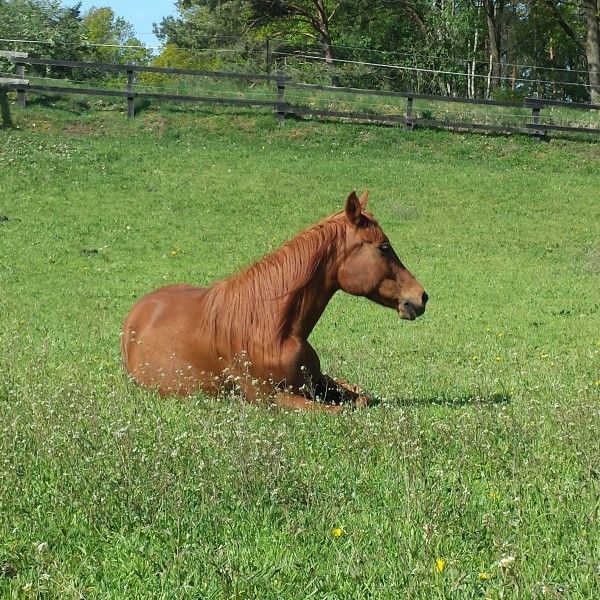 duengerkosten-sparen-pferdeweide