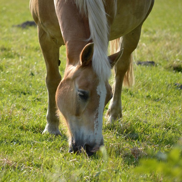pferdeweide-saehen-pb7474653