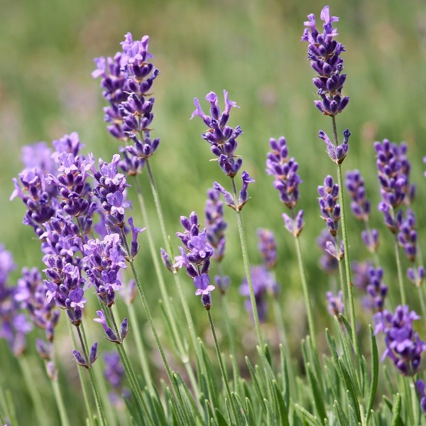 lavendel-fuer-pferde-pb-3469087