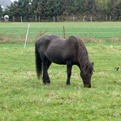 sehr-altes-pferd