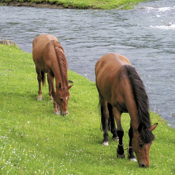 pferdeweide-pflegen-pb4958331_1920