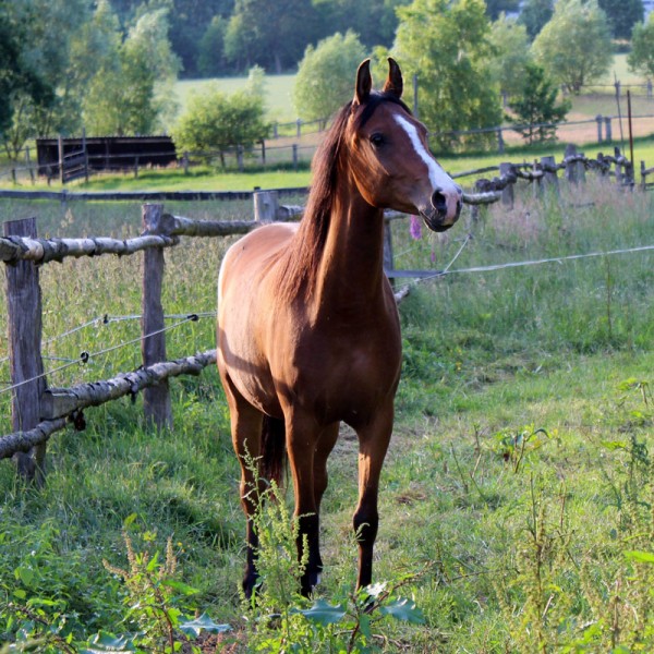 islaendischer-seetang-futtertipp