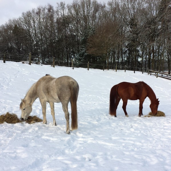 pferde-winter-weihnachten